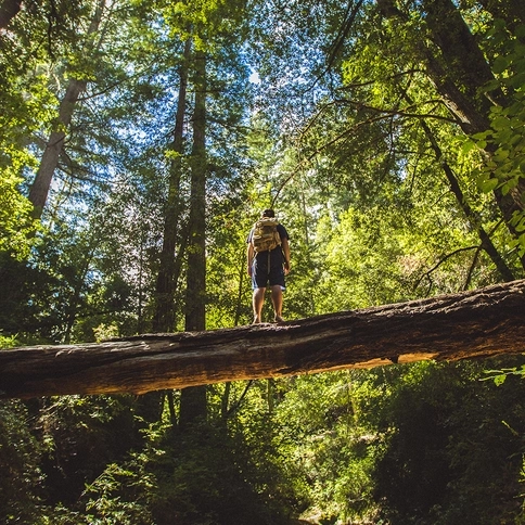 Hiker crossing a log looking up at the massive redwood trees. 
